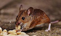 24 Hour & Emergency Exterminators in El Vista, IL